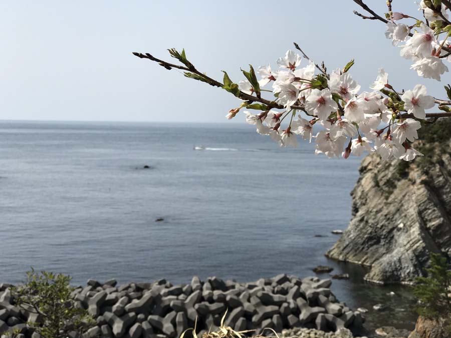 giappone-tour-hanami-fioritura-ciliegi