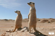 tour-safari-namibia-suricati