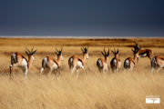 tour-safari-namibia-etosha