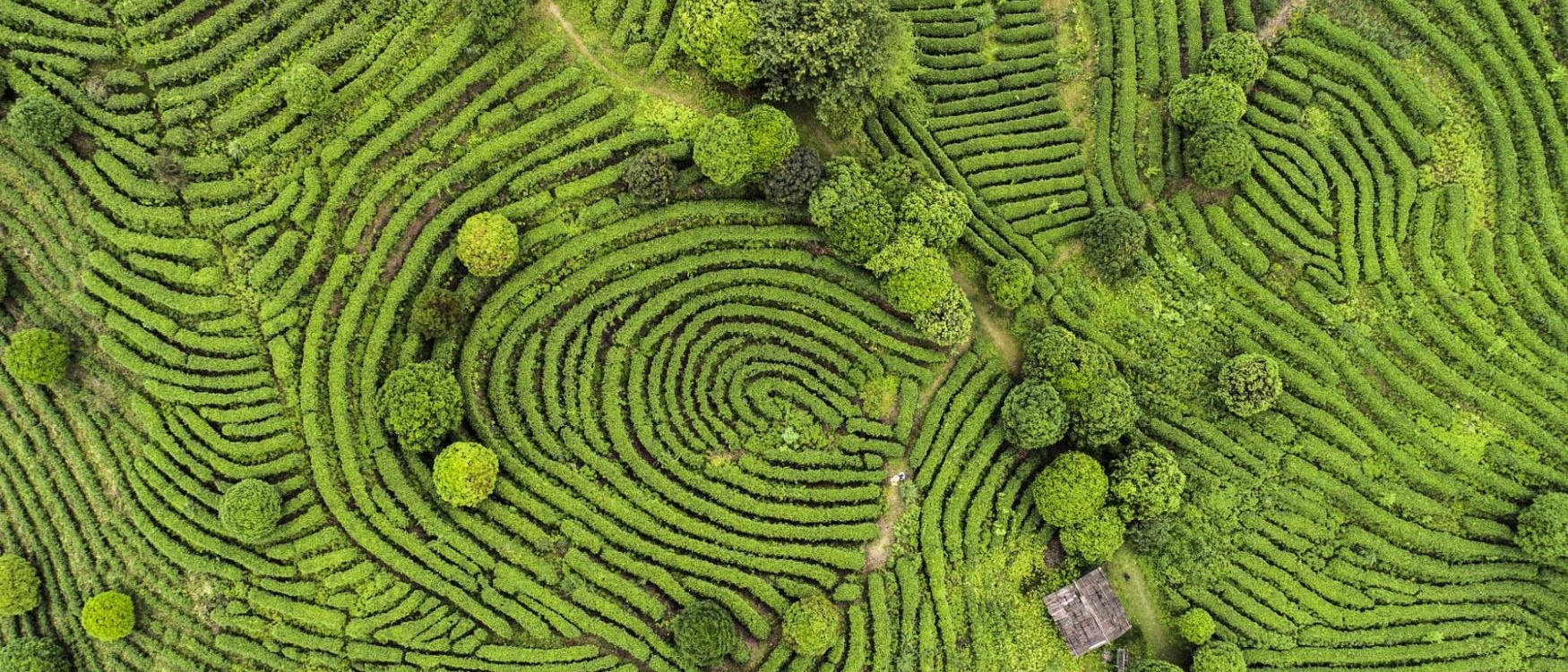 cose da vedere sri lanka