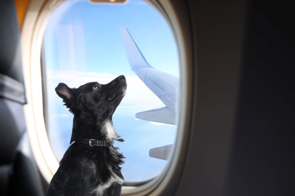 cani in aereo