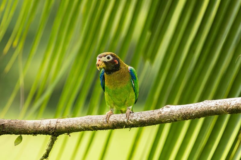 cosa fare in costa rica